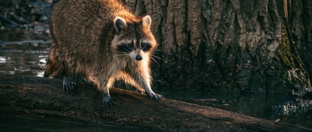 A raccoon perched on a log in a swamp, showcasing its natural habitat and curious demeanor.