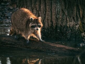 A raccoon perched on a log in a swamp, showcasing its natural habitat and curious demeanor.