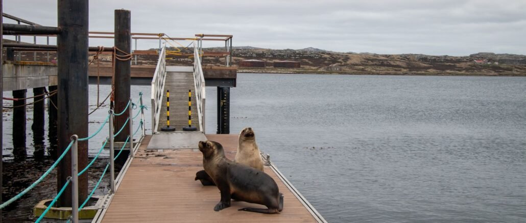 Two sea lions resting on a dock with a scenic view of the Falkland Islands coast.