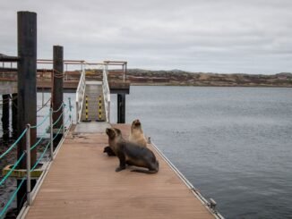 Two sea lions resting on a dock with a scenic view of the Falkland Islands coast.
