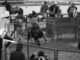 rodeo
