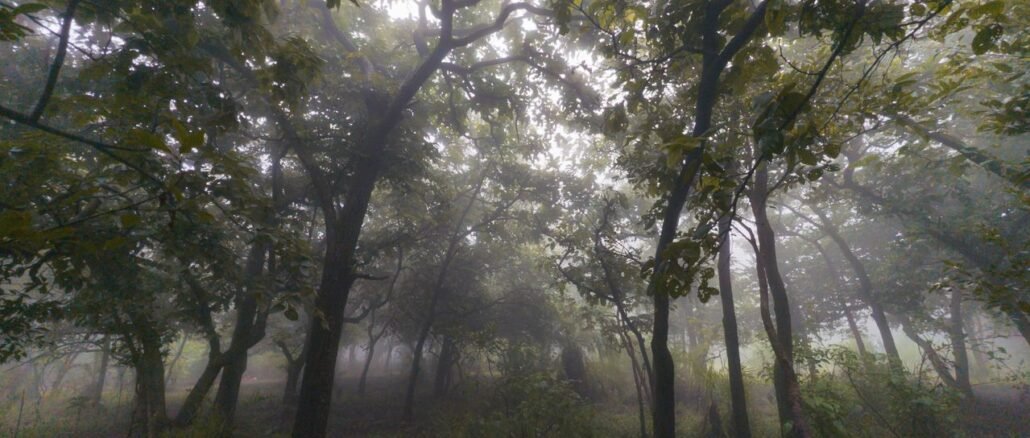 Oyo forests