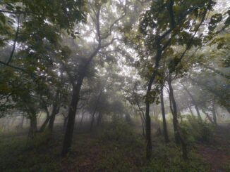 Oyo forests