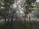 Oyo forests